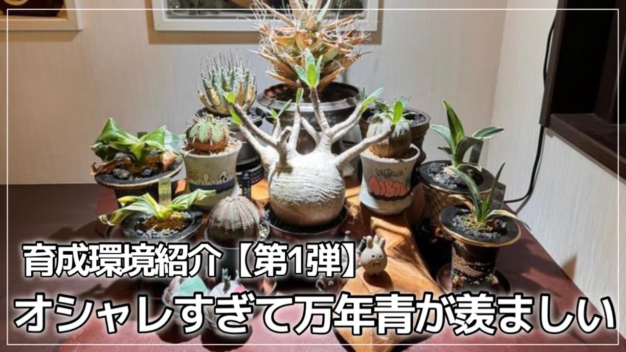 【万年青】万年青ビギナー達の苦悩...。 -育成環境紹介 第一弾-