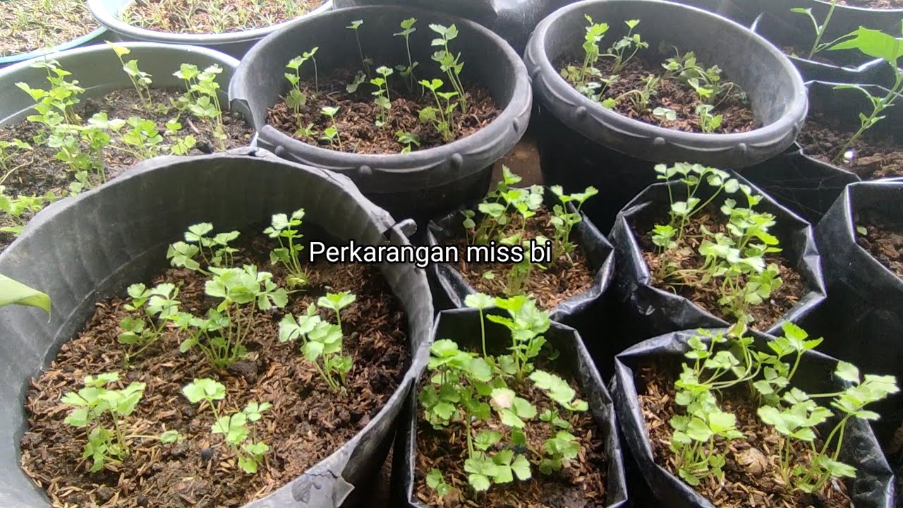 Cara Menanam Bibit Seledri Dalam polibag - perkarangan miss bi