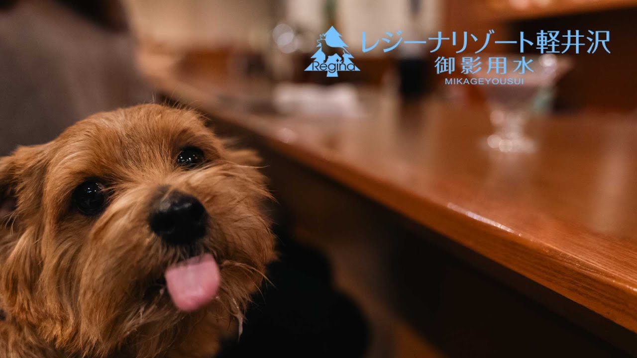 極寒のレジーナリゾート軽井沢 -御影用水- ノーフォークテリアのいる暮らし Vol.19
