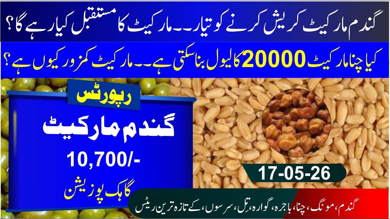 Today wheat rate & import 2026 | Why market Weak? | wheat import from Austraila | Bajra rate | Till