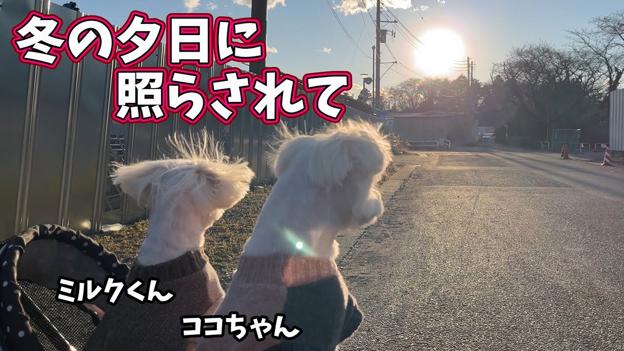 冬の夕日に照らされて★ココちゃん・ミルクくん★　#散歩 #冬 #夕暮れ #夕日 #落ち葉 #仲良し #子犬 #puppy #マルチーズ #maltese #犬 #dog