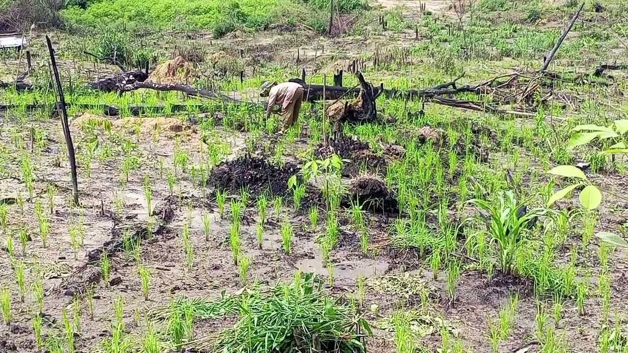 Hnub no tuaj dob nroj nplej nawb Hmong rice fields
