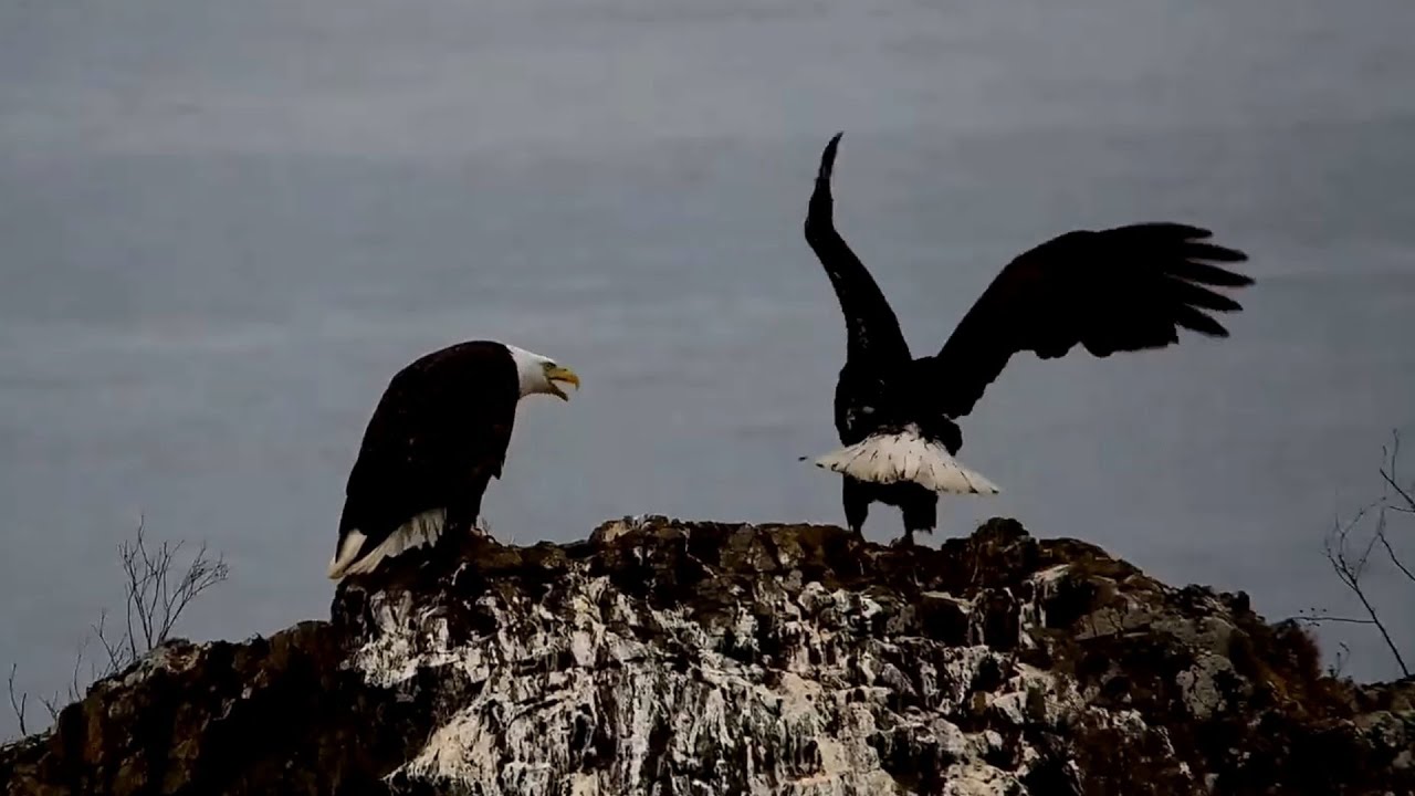 West End🦅Territorial Activity⚔Akecheta Engages Intruder✈️Appears Injured | Explore.org 2025-01-19