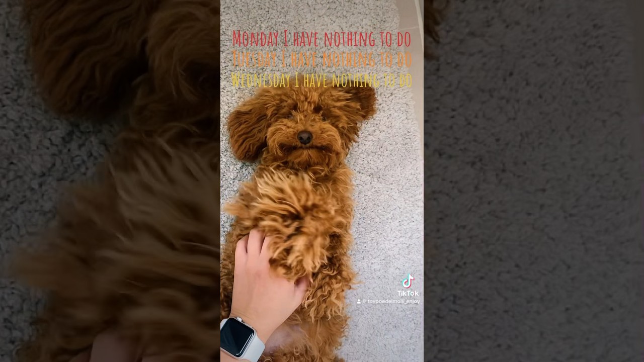 Come I have nothing to do!💚 #toypoedel #foryou #poedel #poodle #toypoodle