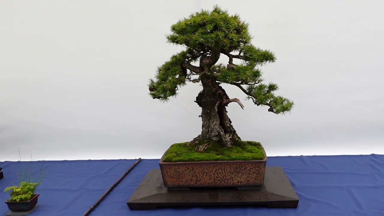 BONSAI KREATIV FEST 3 / DÜSSELDORF 2024