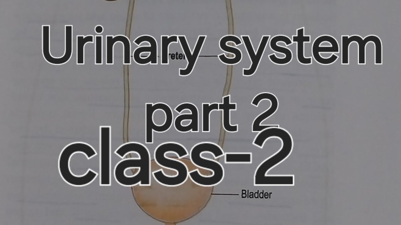 Urinary system part 2 class 2