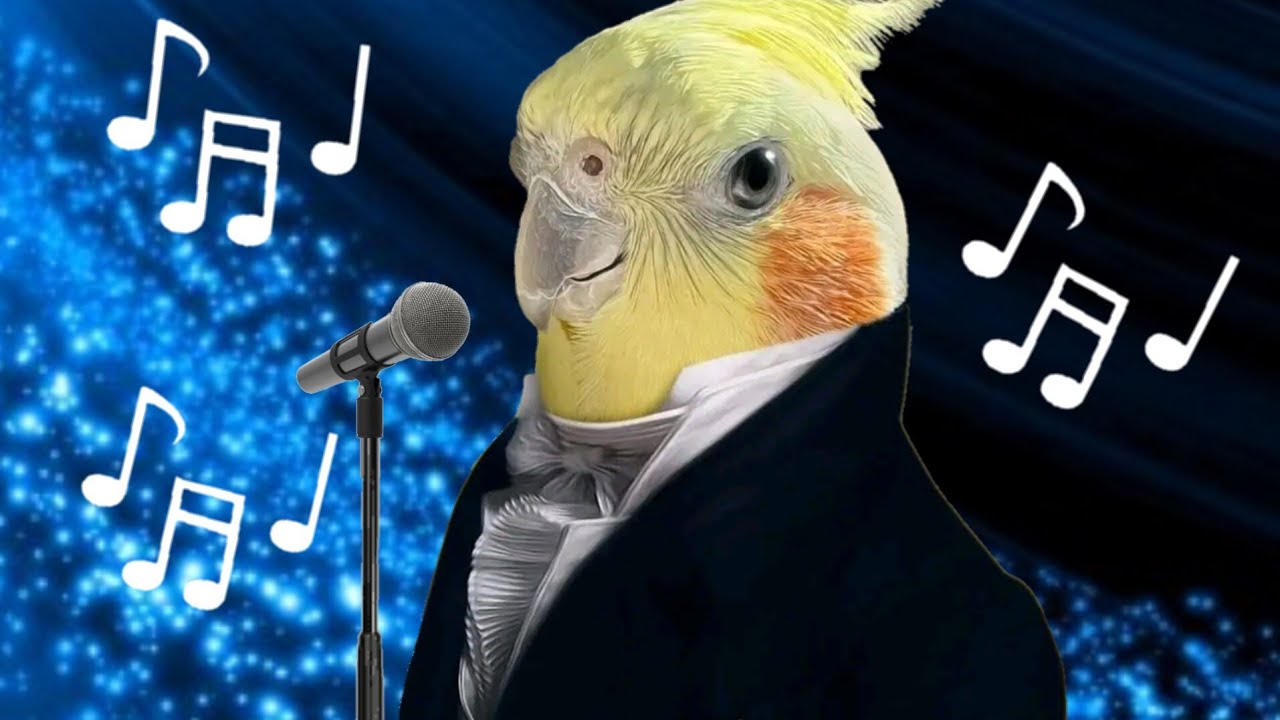 Calopsitas Encantadoras cantando Ópera -