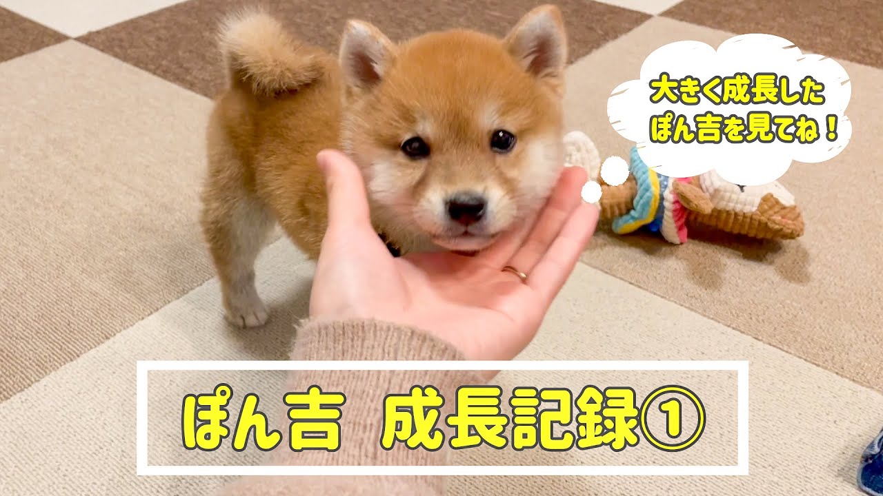 【豆柴】ぽん吉の成長記録①🐶1月から3月の3ヶ月間を振り返りました🐾【＃30】