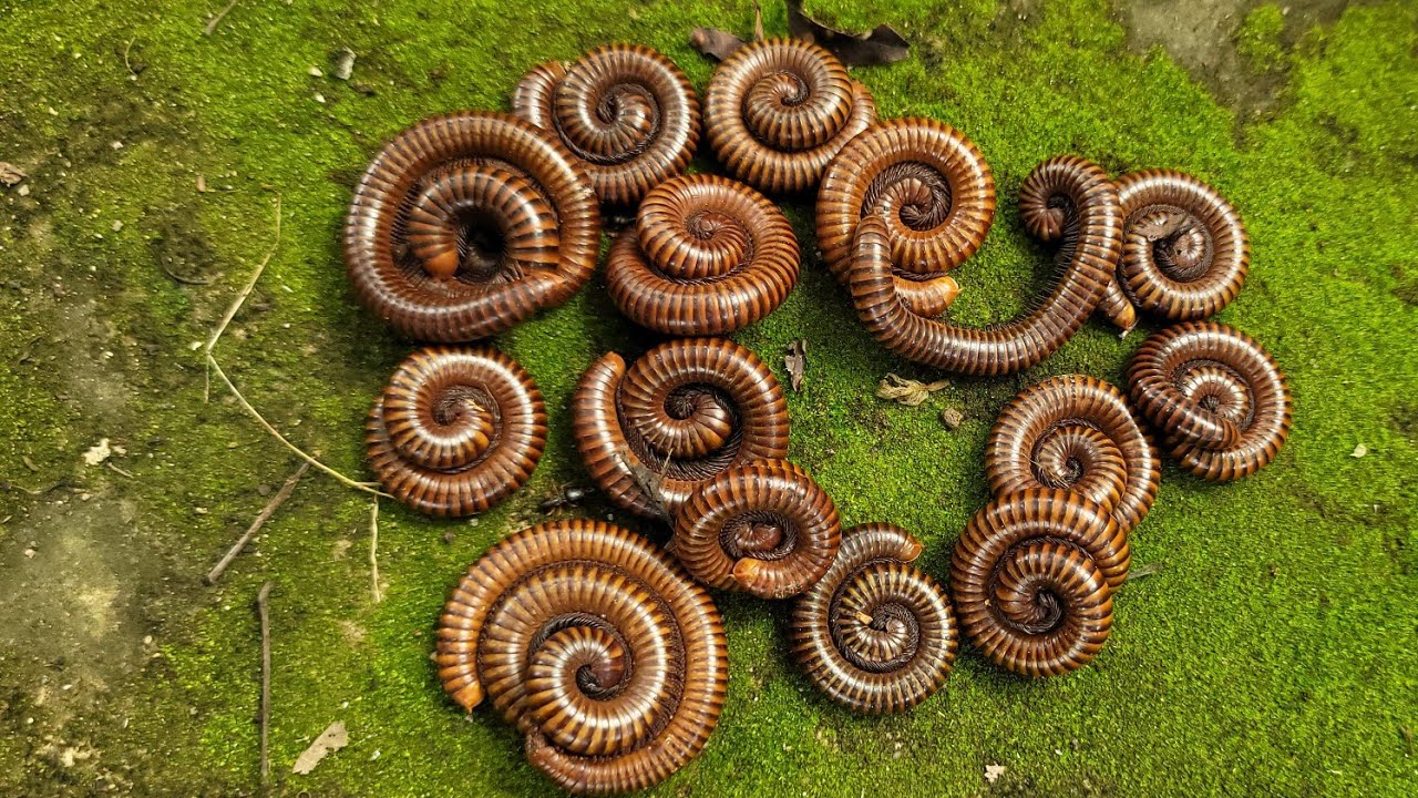 There Are A Lot Of Amazon Millipedes in Forest! Catch Millipede Inside Nature