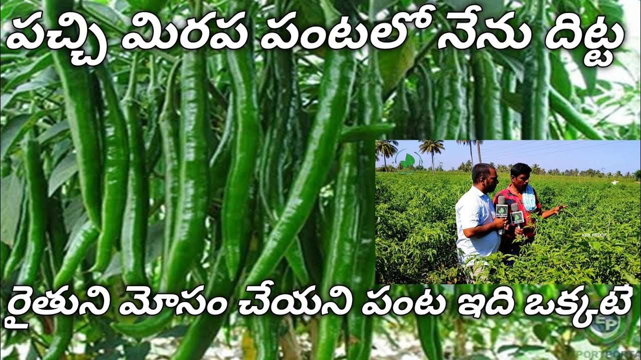 పచ్చిమిర్చిలో రారాజు నేను, ఒకసారి నా పంట చూడండి..💪💪💪// I am king of mirchi farmer..