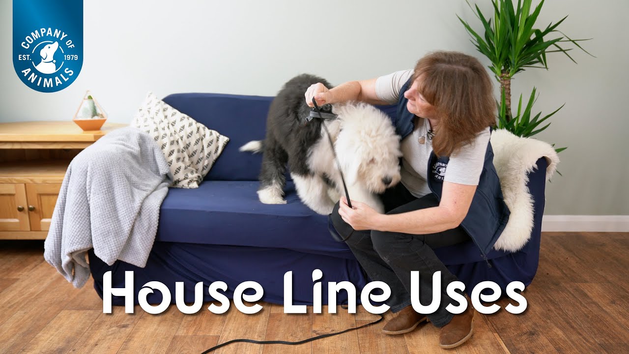 How to use a puppy training line or house line