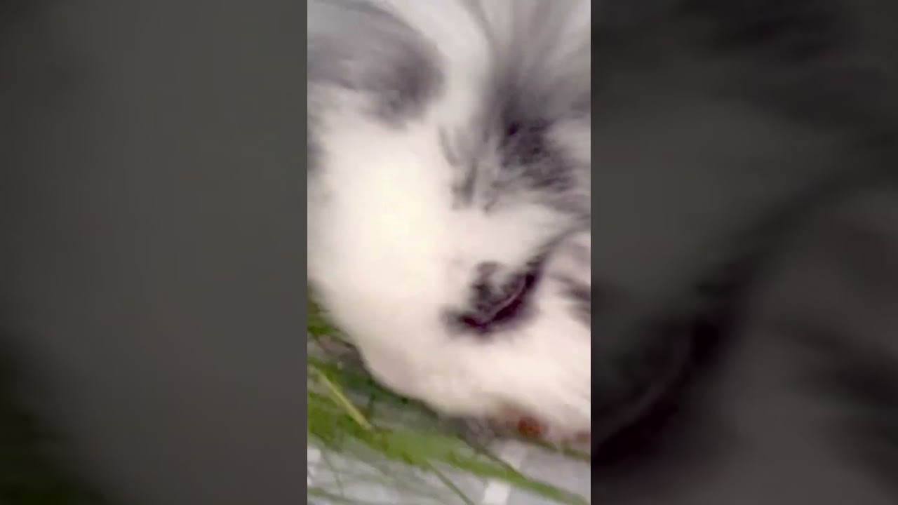 Lionhead lop bunny eating