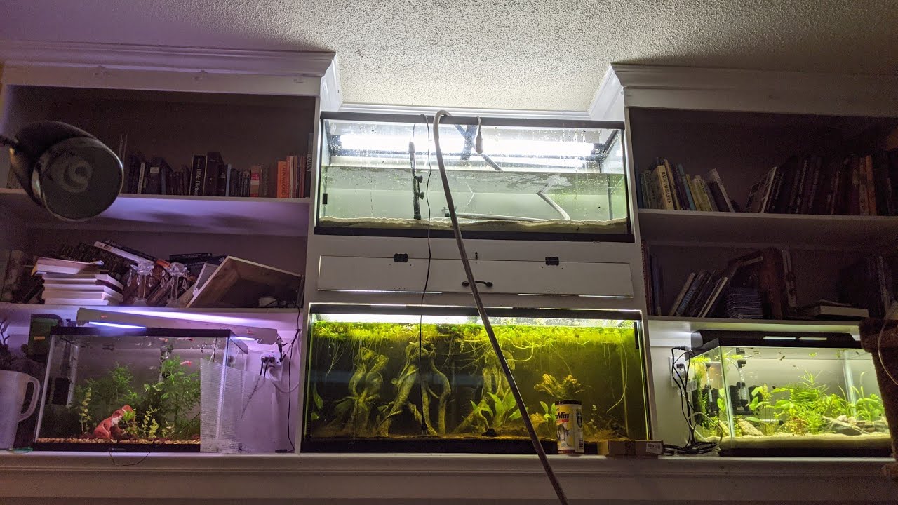 Converting 55g Aquarium to a Forever Dirted Tank