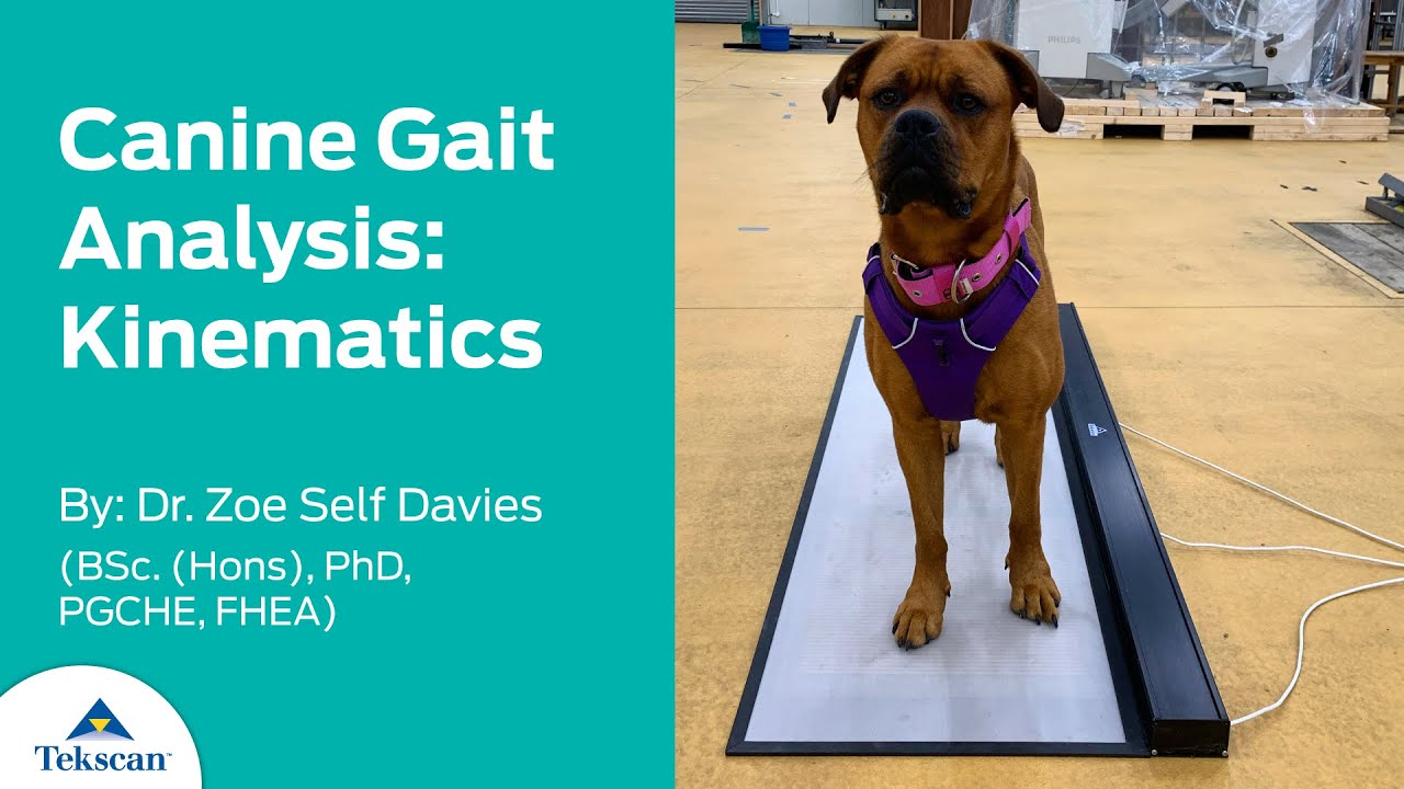 Canine Gait Analysis - Walking Trial with a Low-Profile Pressure Mapping Walkway