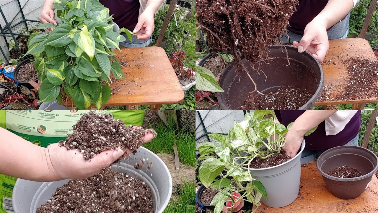 Como Preparo Sustrato para Plantas d Interior, Trasplantando Mis Plantas🌿