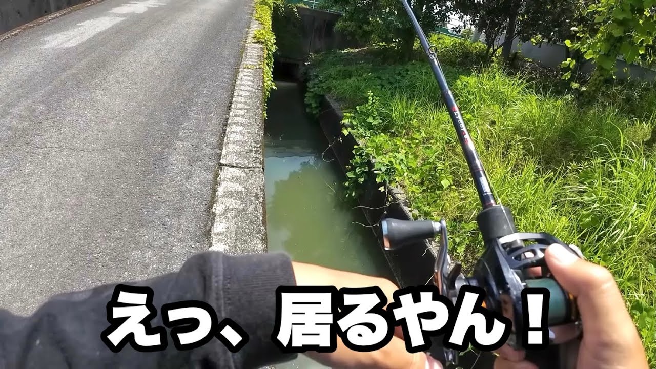 街中に水路がいっぱいあったんで釣りしてみたら…