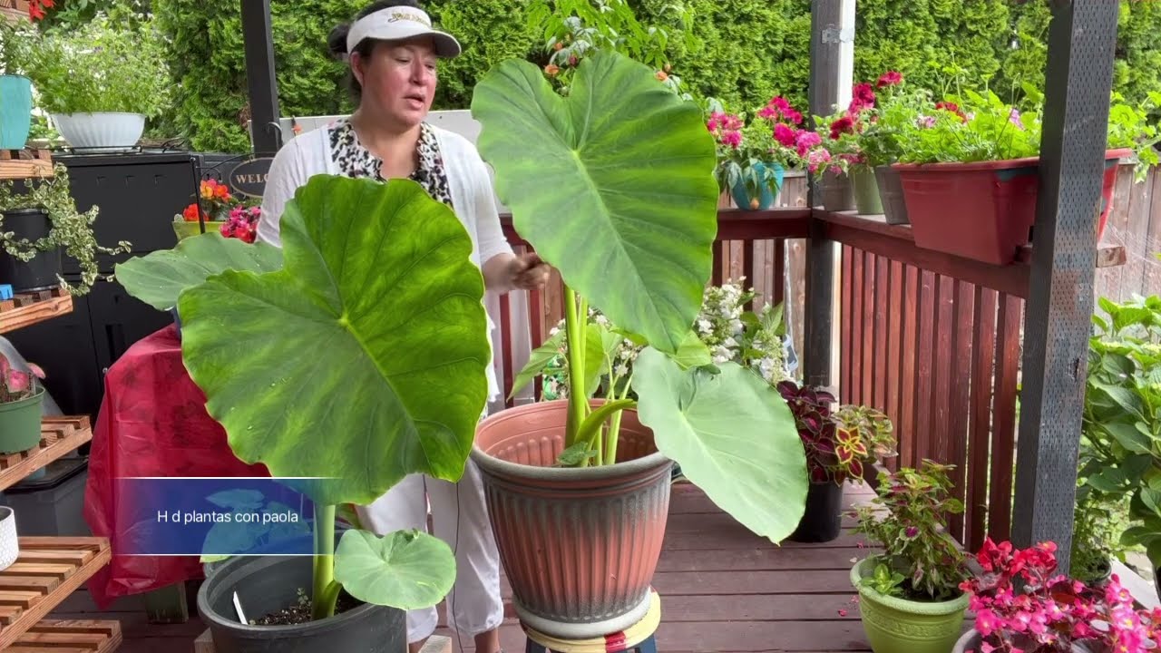 ACTUALIZACIÓN de mi oreja de elefante , colocasia la plante desde un bulbo y vean el resultado.