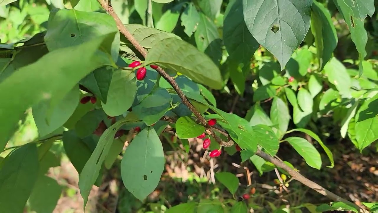 Spicebush Lindera benzoin