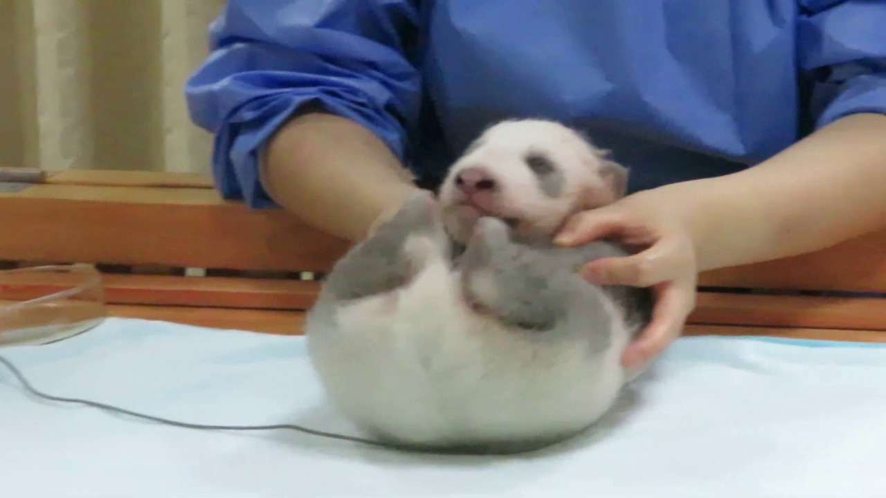 Ji Xiao @Chengdu Panda Base Jul. 24, 2019 績笑検温中