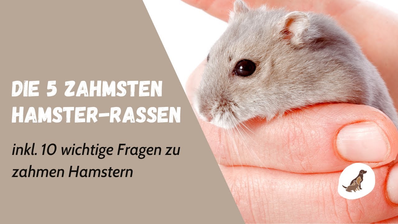 Die 5 zutraulichsten Hamster-Rassen [inkl. 10 Fragen zu Zähmung]