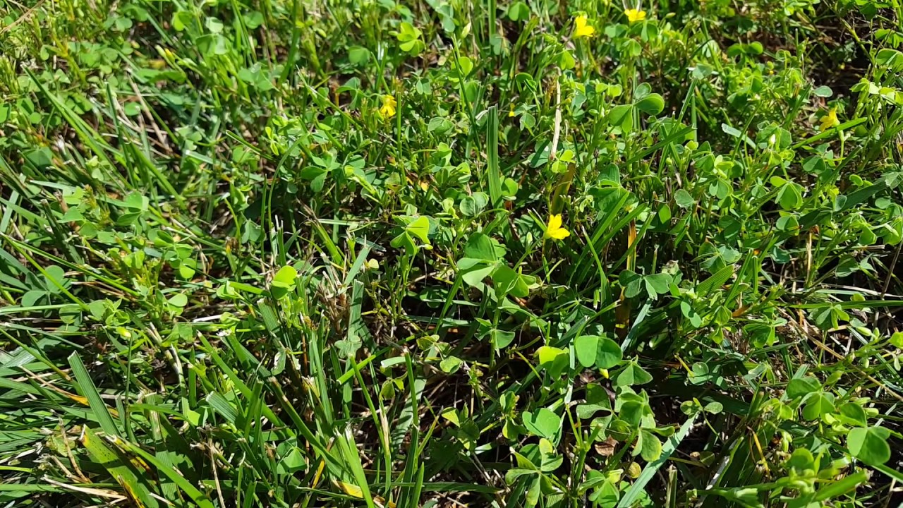 Identifying and controlling Yellow Woodsorrel