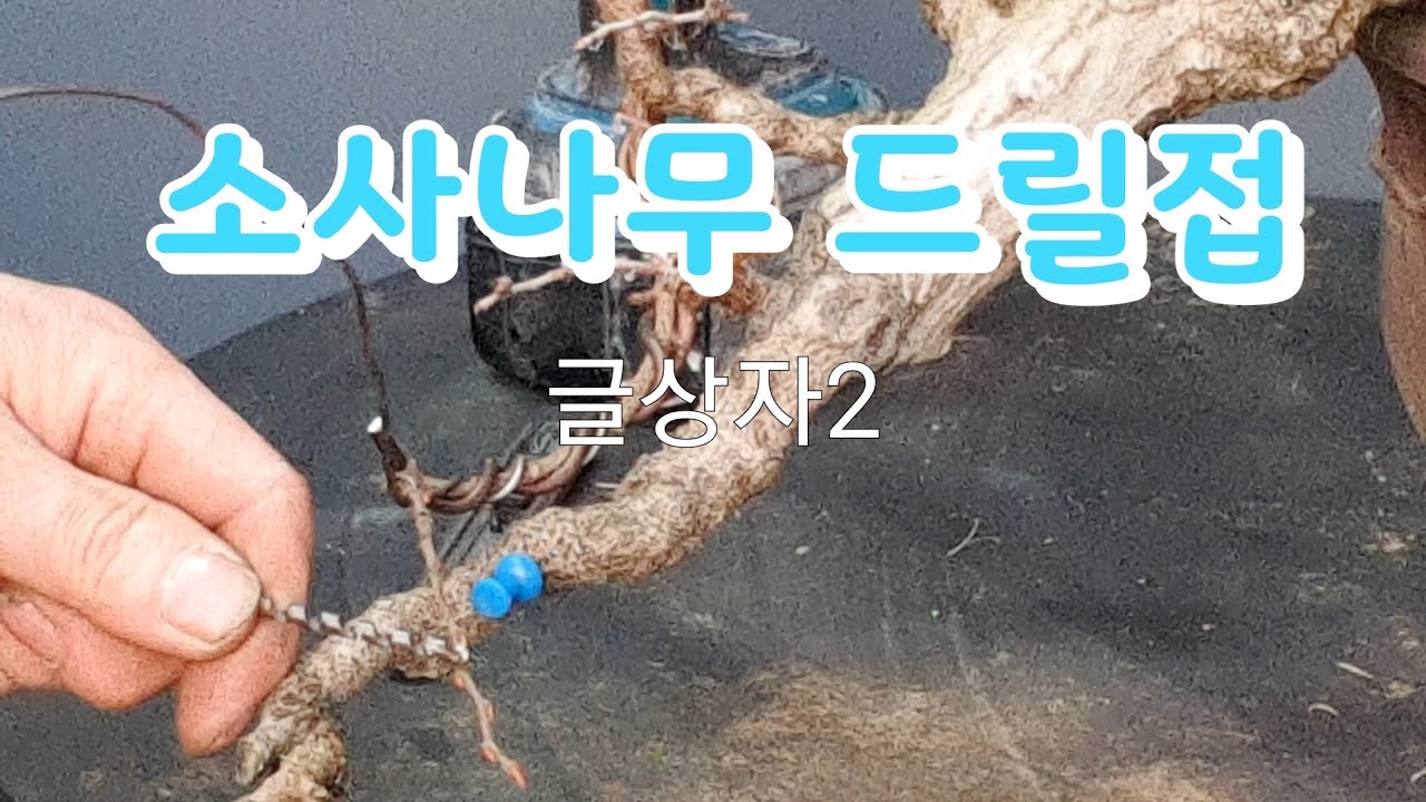 분재 드릴접하기/드릴접하는 요령/필요한부분에 가지 만들기 Bonsai Drill / Tips for Drilling / Making Branches Where Needed