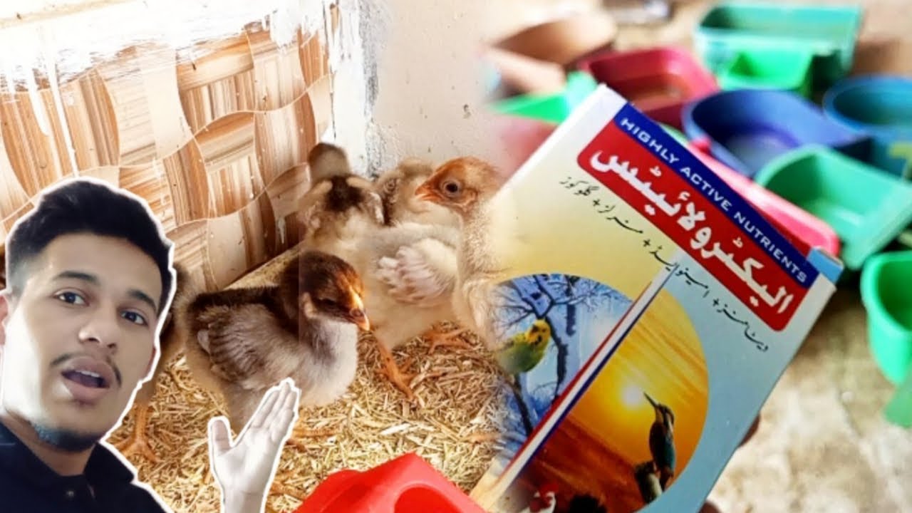 finches ko garmi se kaise bachaein ? | Fancy chozay itne bare ho gae
