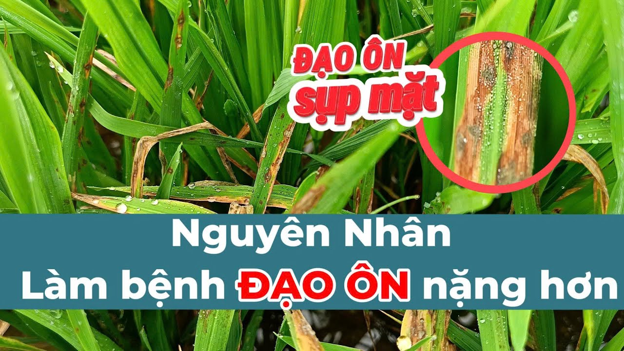 Nguy&ecirc;n nh&acirc;n l&agrave;m bệnh đạo &ocirc;n nặng hơn | Hai L&uacute;a V&agrave;ng