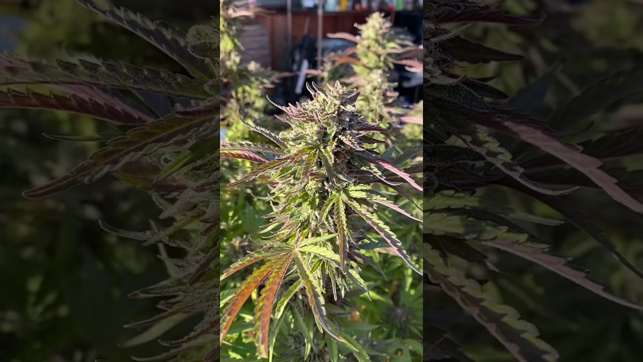 Pink Cherry Sherbet                   Outdoor Cannabis Grow