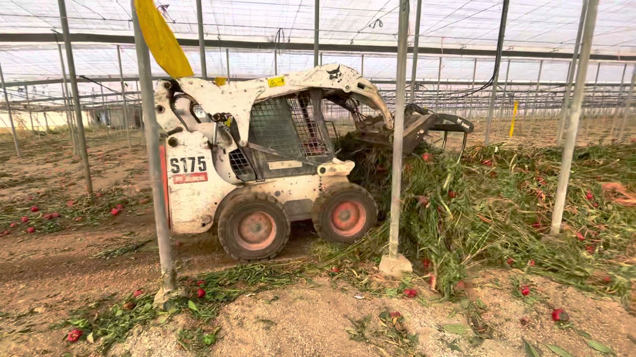 Bobcat S175 | Greenhouse & Farm Plant Removal