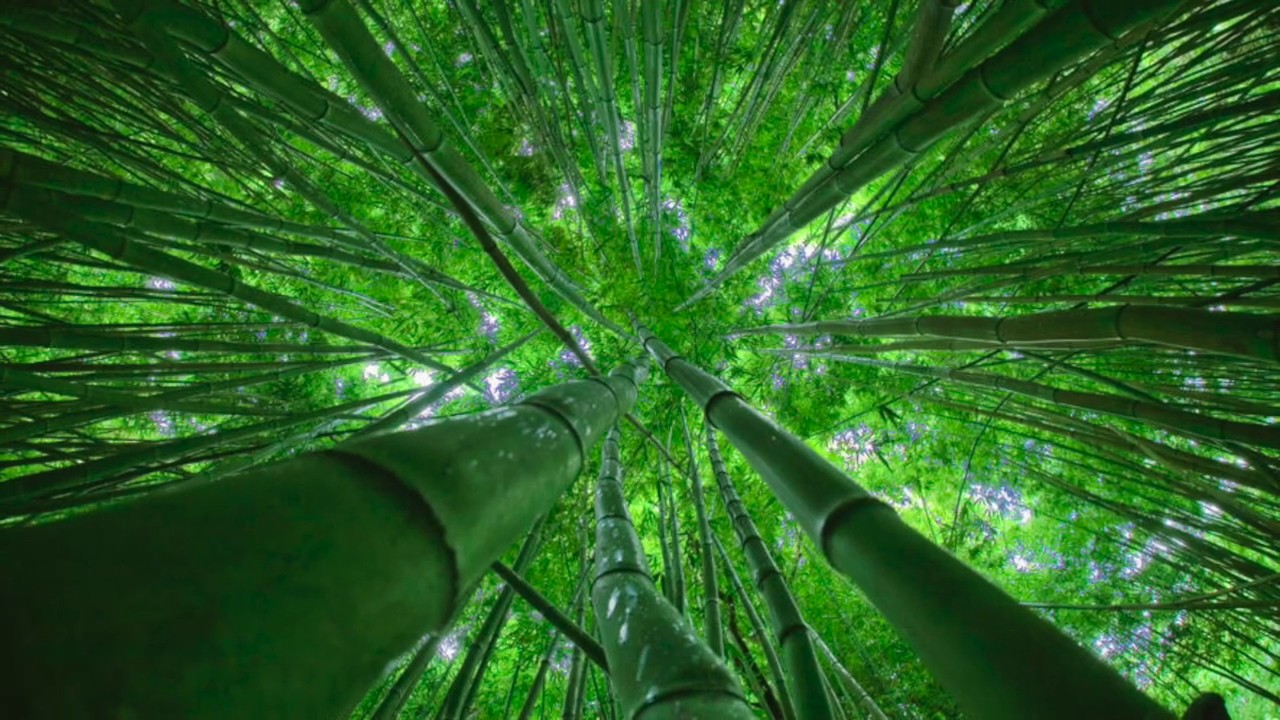 Bamboo Forest by Adam Phillips - Xiao Flute 箫