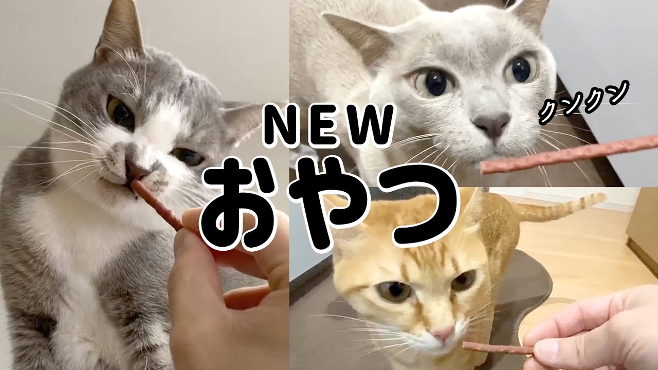 新しいおやつの反応は？／ハナの独特な寝姿／ソラとハナのシンクロ【保護猫／茶トラ／トンキニーズ】