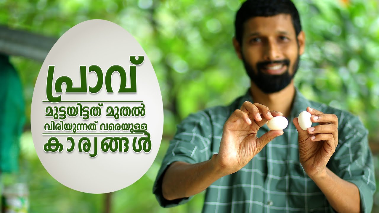 പ്രാവ് മലയാളം പ്രാവ് മുട്ടയിട്ടത് മുതൽ വിരിയുന്നത് വരെയുള്ള കാര്യങ്ങൾ-മുട്ടയുടെ  ഘട്ടമായുള്ള വളർച്ച