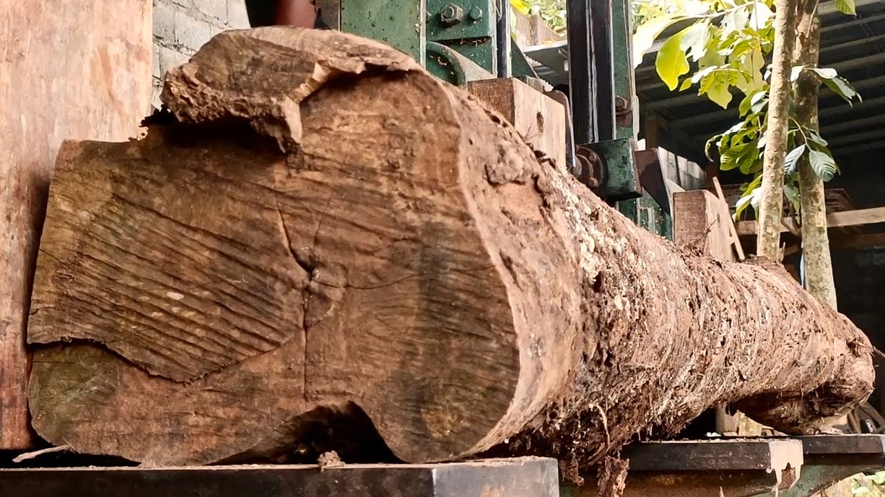At the sawmill | From the largest trees, rotting logs are processed into beautiful slabs