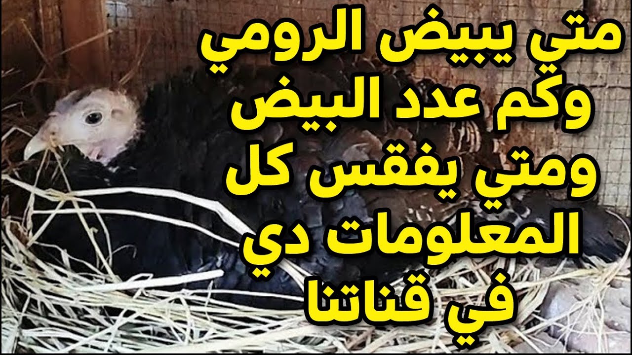 متي يبيض الرومي كم عدد البيض ومتي يفقس وكيف نستقبل الكتاكيت الرمي بعد الفقس في قناة  #طيور_فوق_السطح