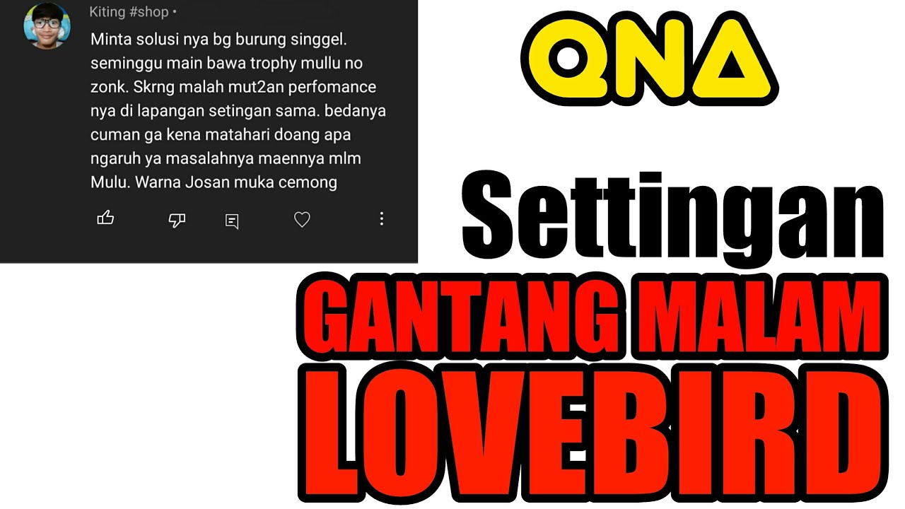 GANTANG MALAM LOVEBIRD KUNCINYA SIMPEL BANGET