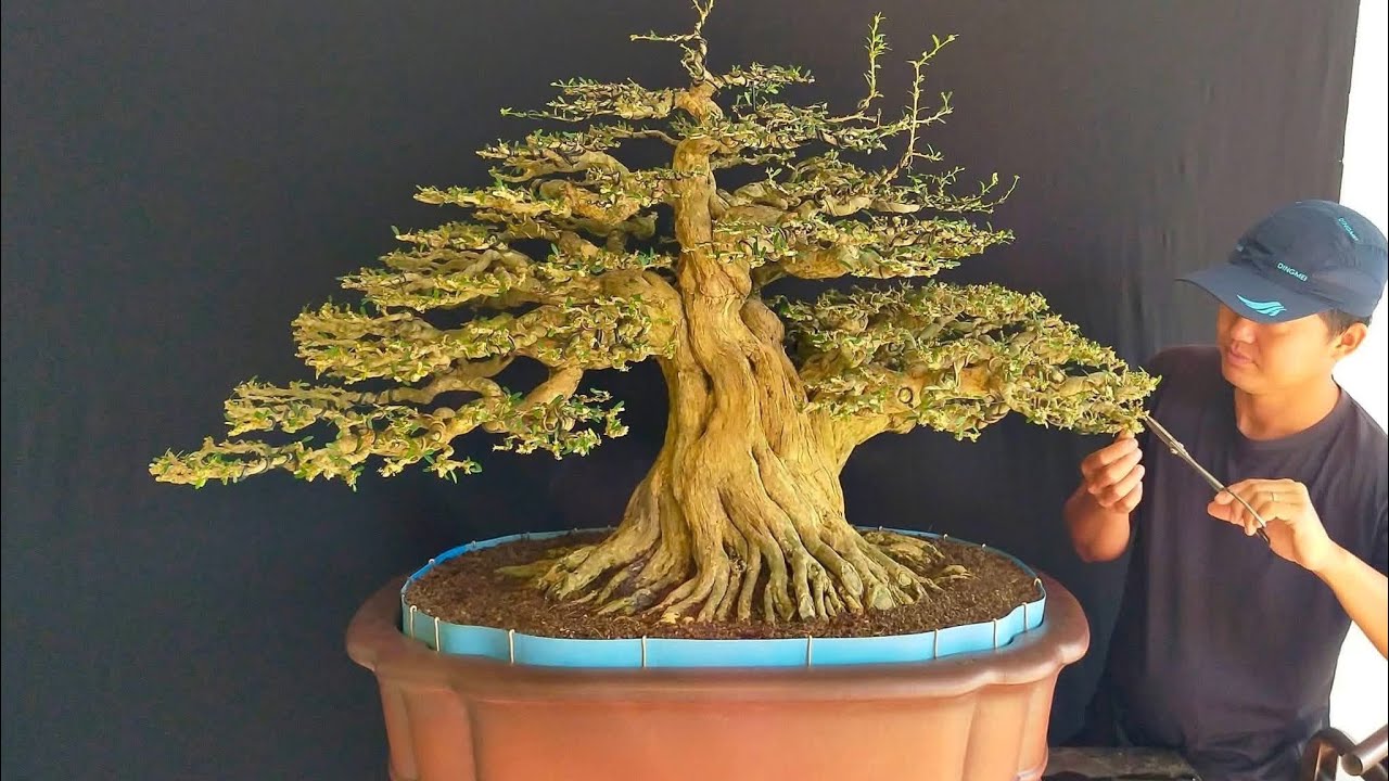 Bonsai idaman para kolektor 