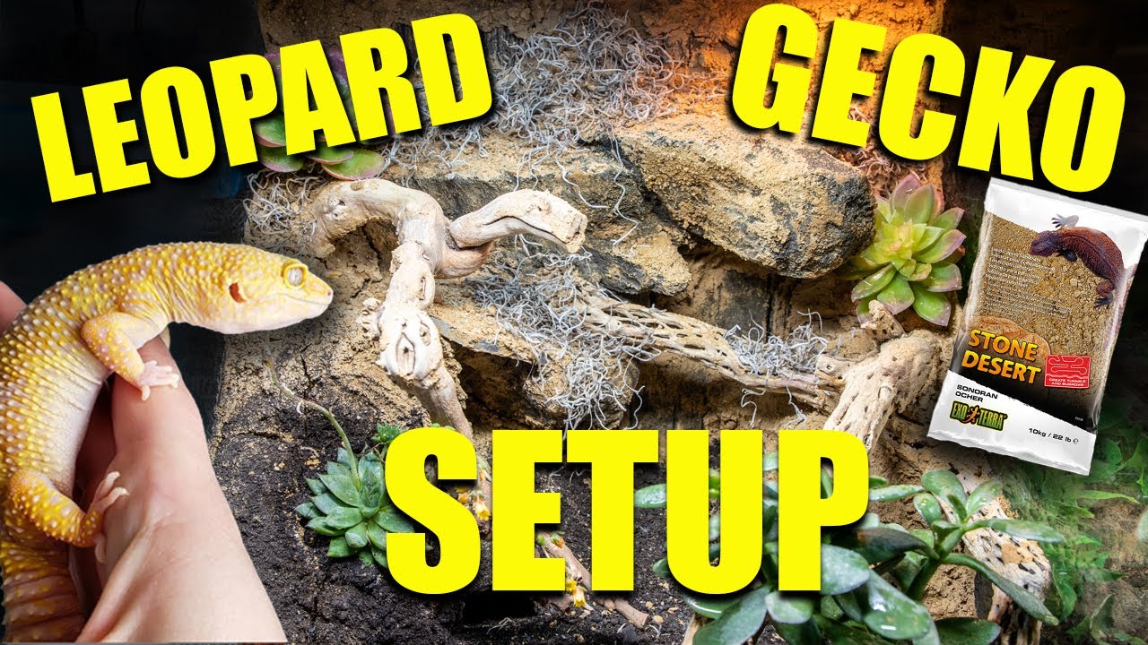 How to setup a NATURALISTIC leopard gecko tank!! | GIVEAWAY!?!