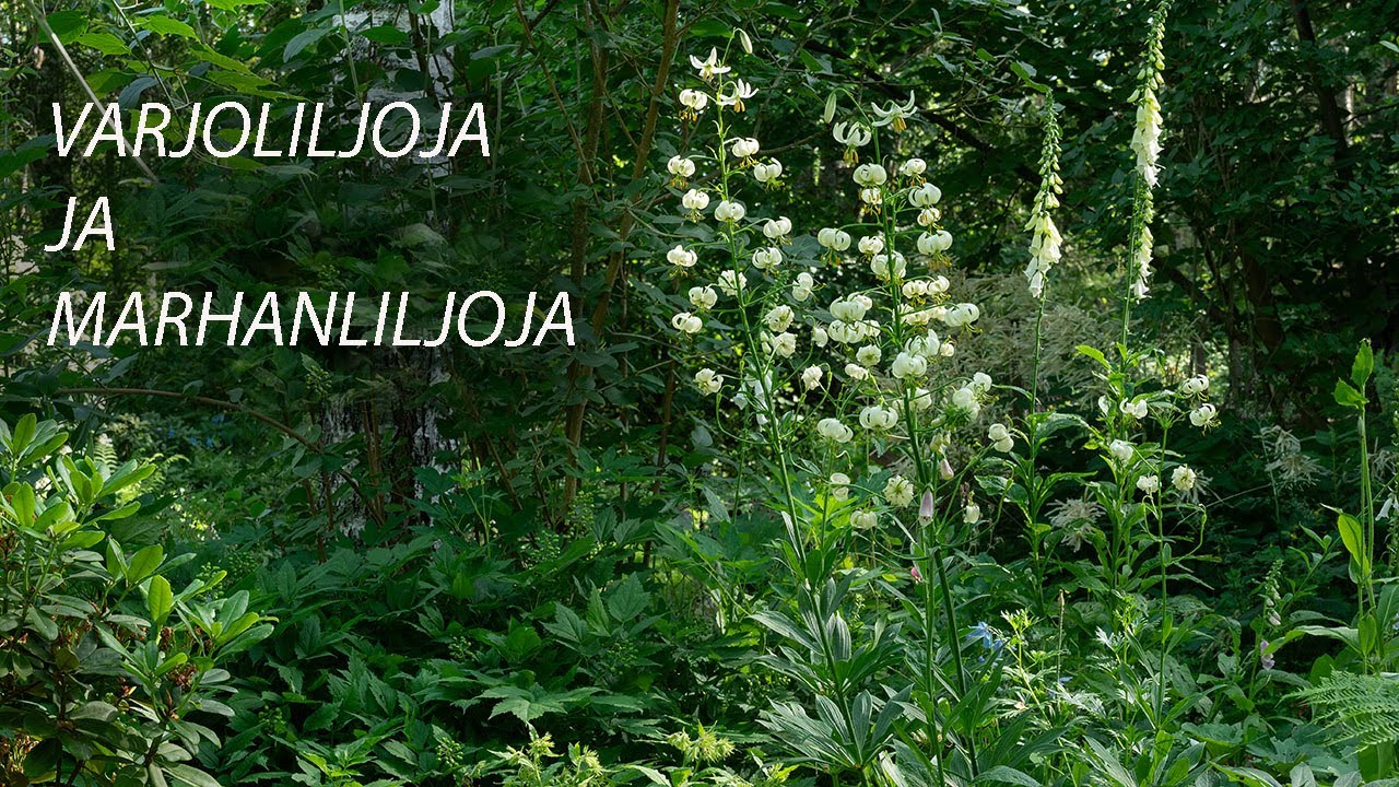 Varjoliljoja ja marhanliljoja 2024