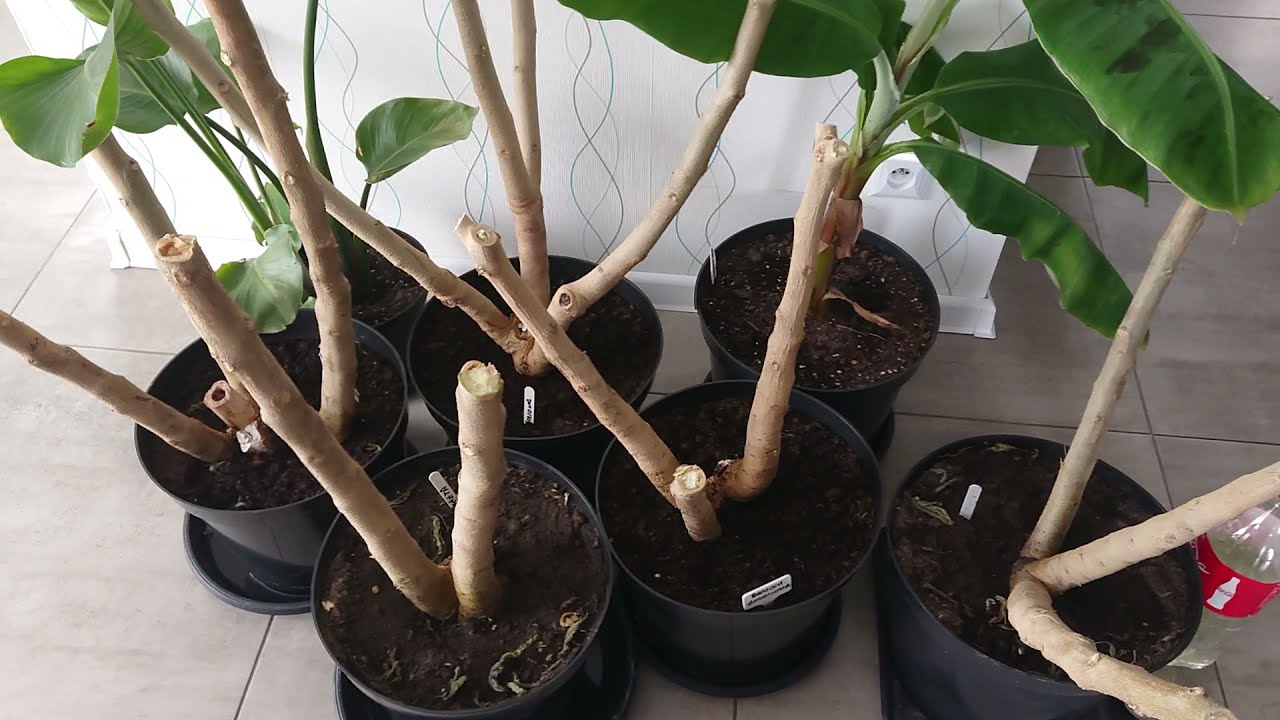(56) Porażki i sukcesy w zimowaniu brugmansji 🌱🌸