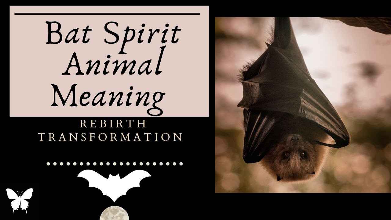 Bat  Symbolism Spirit Meaning - does bat have a message for you?
