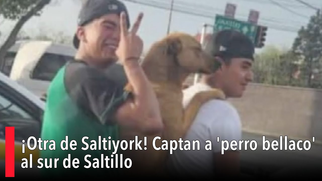 ¡Otra de Saltiyork! Captan a 'perro bellaco' al sur de Saltillo