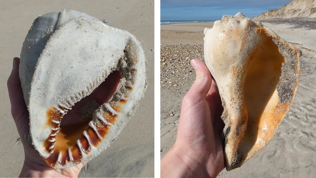 Incredible Day Shelling at Shackleford Banks!