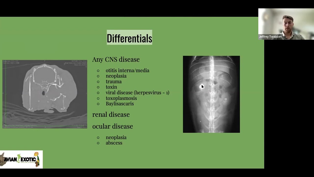 Encephalitozoon Cuniculi in Rabbits – Small Pet Welfare Symposium September 2023