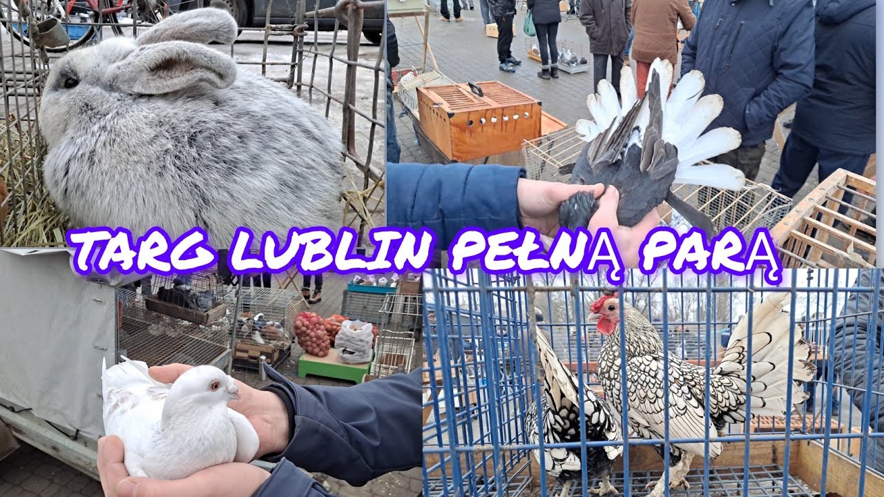 Giełda Zwierząt Lublin 14.02.2026 gołębie, kr&oacute;liki, kury, papużki, rybki akwariowe i wiele więcej!