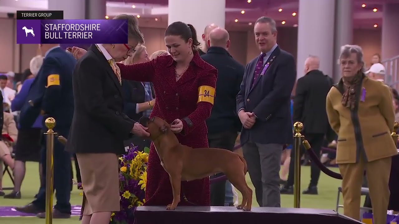 Staffordshire Bull Terriers | Breed Judging 2026
