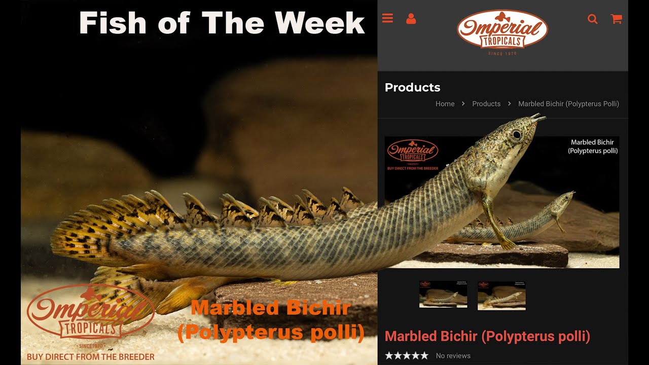 Marbled Bichir (Polypterus polli) #imperialtropicals #freshwateraquarium #aquarium #freshwater