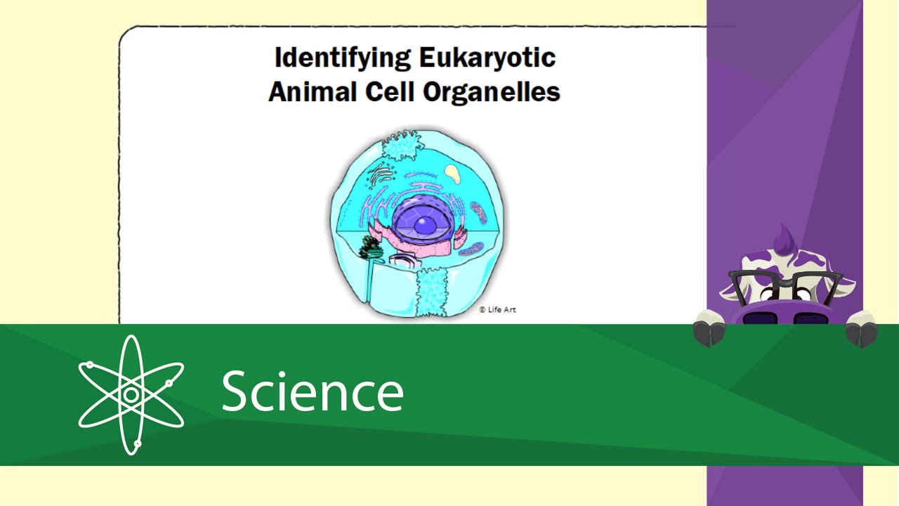 Identifying Eukaryotic Animal Cell Organelles