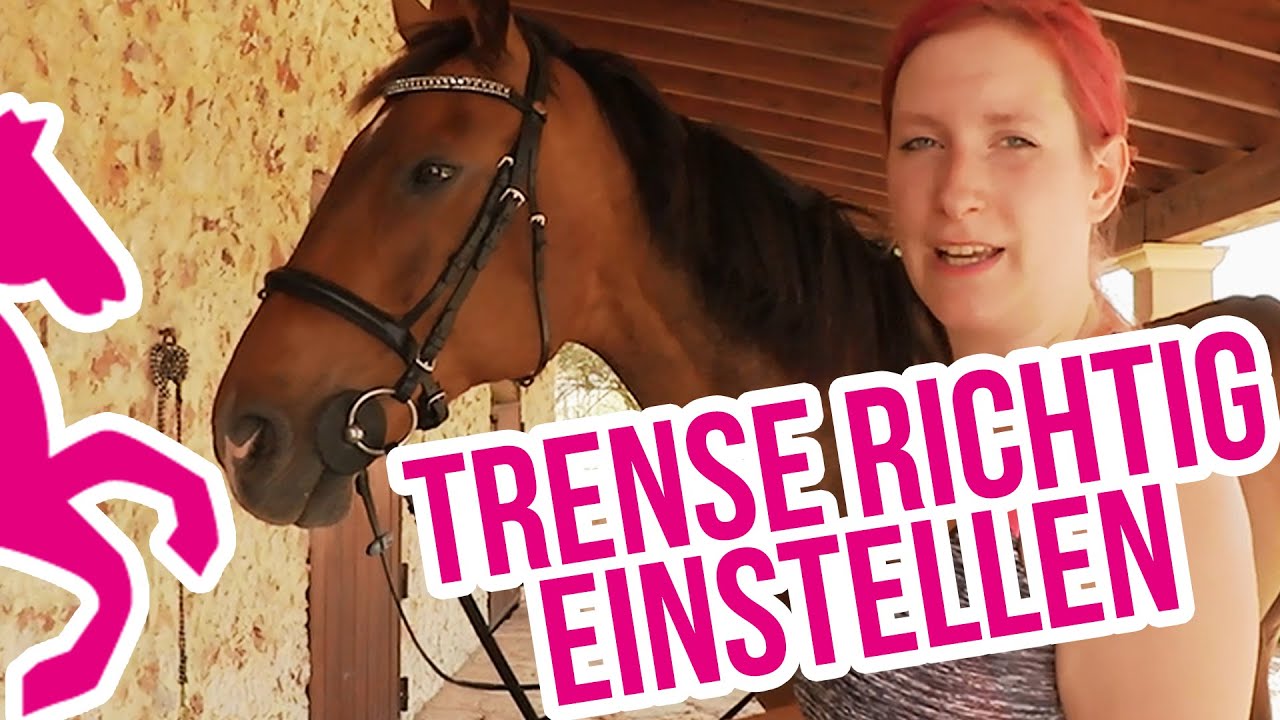 Tutorial: Neue Trense richtig einstellen!