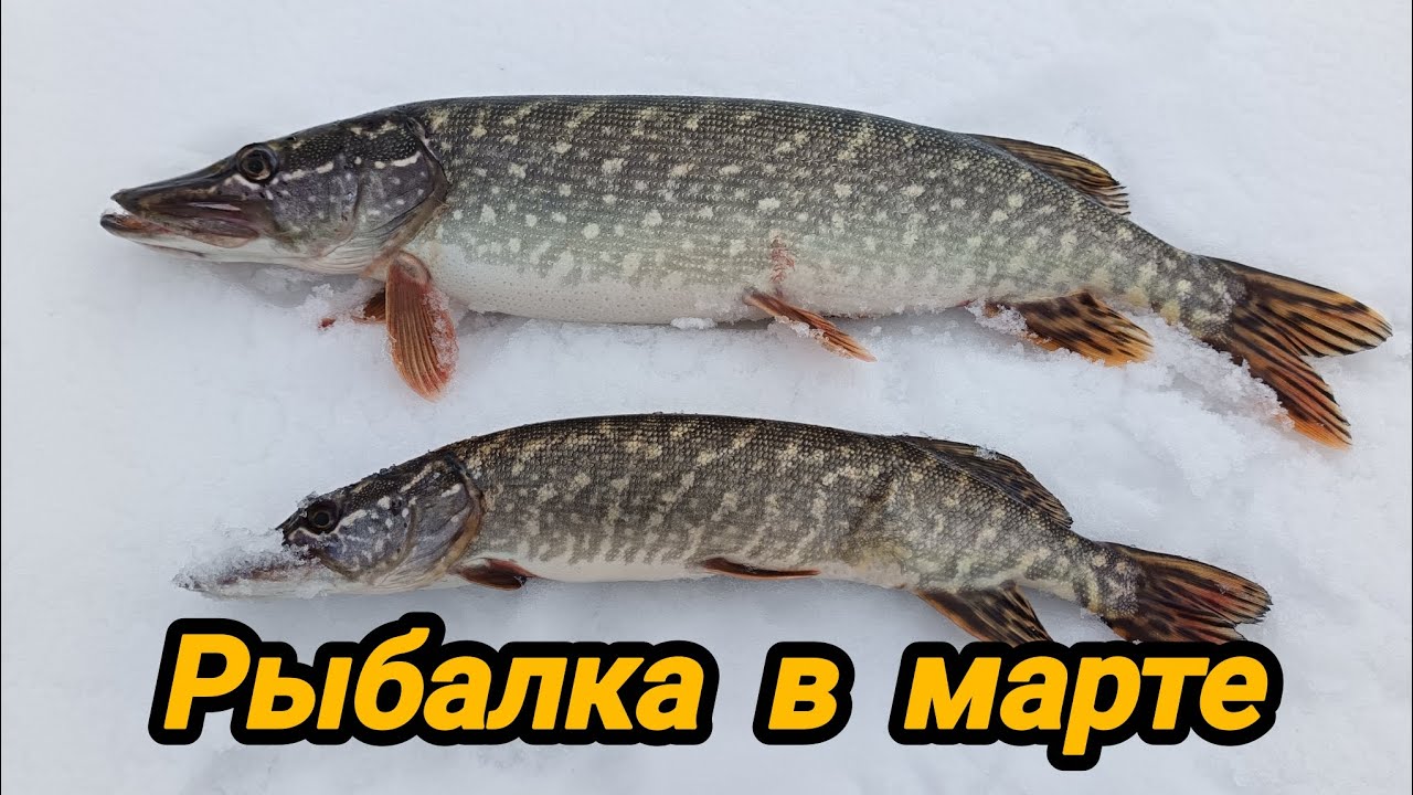 АДРЕНАЛИН ЗАШКАЛИВАЛ 😀👍 РЫБАЛКА В ПЕРВЫЙ ДЕНЬ ВЕСНЫ ☝️👍РЫБАЛКА 68 